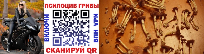 Галлюциногенные грибы Cubensis  где купить наркоту  Новоржев 